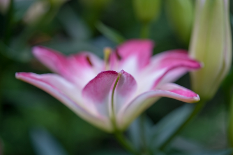 Sony FE 2.8/90mm Macro su Sony A7R II