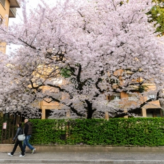 Novara citt - Marzo