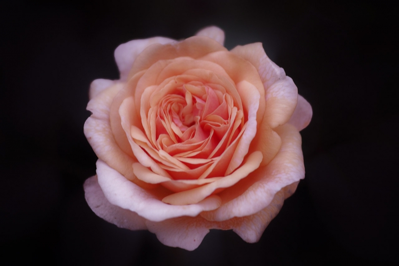 Rosa Salmon Beauty