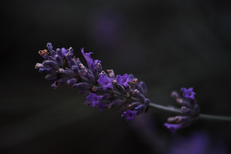 Fiore di Lavanda