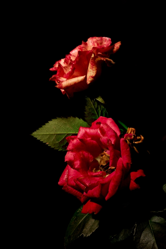 Autumn roses