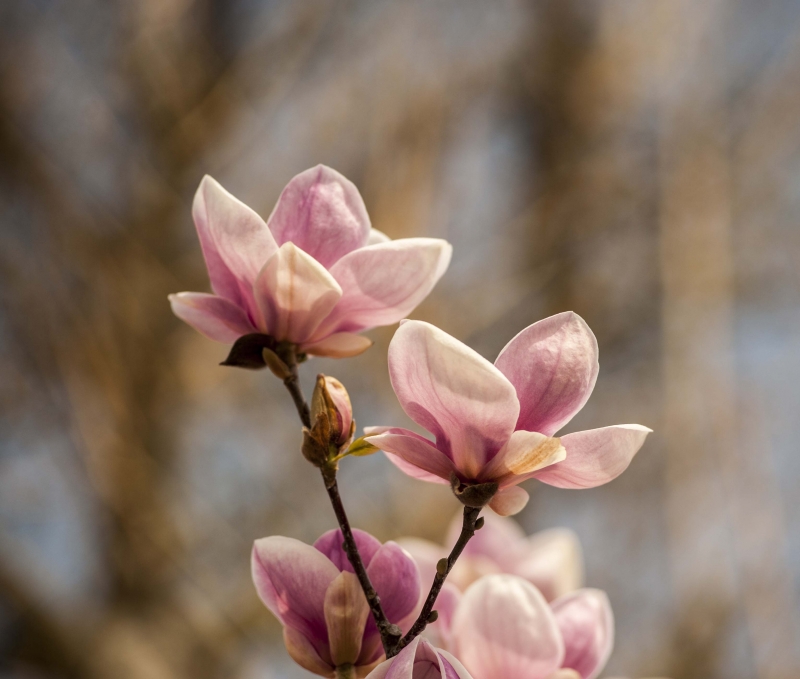 E'Primavera