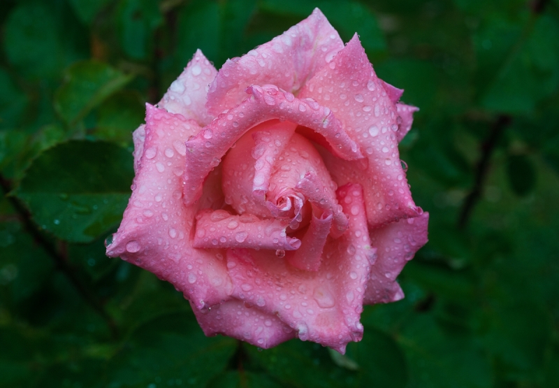 Rosa bagnata dalla pioggia