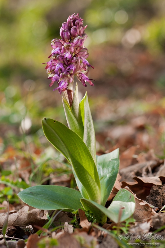 Barlia robertiana (the Giant Orchid)
