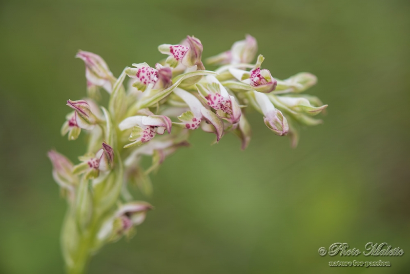 Anacamptis coriophora subsp. fragrans (the Bug Orchid)