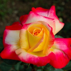 Rosa bicolore