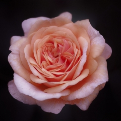 Rosa Salmon Beauty