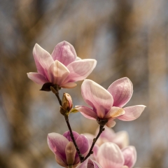 E'Primavera