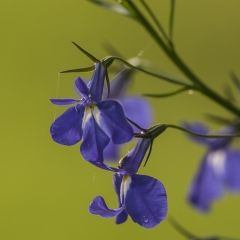 Lobelia