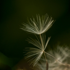 Fiore di tarassaco ormai alla fine