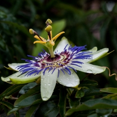 Passiflora a Novembre