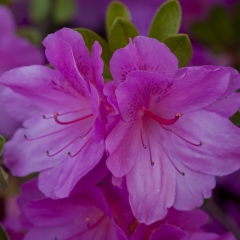 Azalea