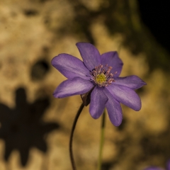 Aspettando la Primavera