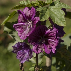 Malva di Montagna