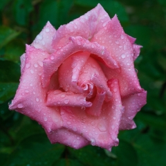 Rosa bagnata dalla pioggia