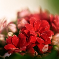 Kalanchoe