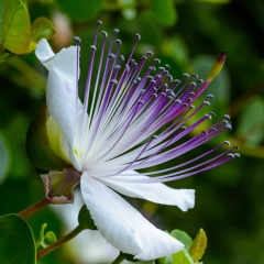 Fiore Di Cappero