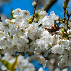 Fiori Di ciliegio Con farfalla