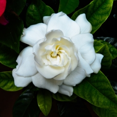 Gardenia