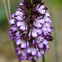 Orchis Ustulata