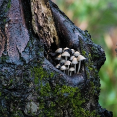 Colonia Di funghi Su Un Tiglio