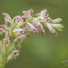 Anacamptis coriophora subsp. fragrans (the Bug Orchid)
