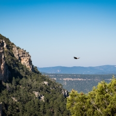 "El Condor Pasa"