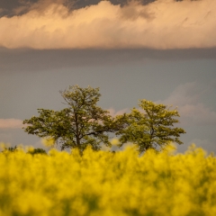 Il giallo vince