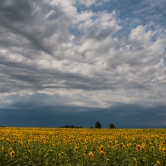 Girasoli