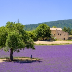 Provenza - Francia