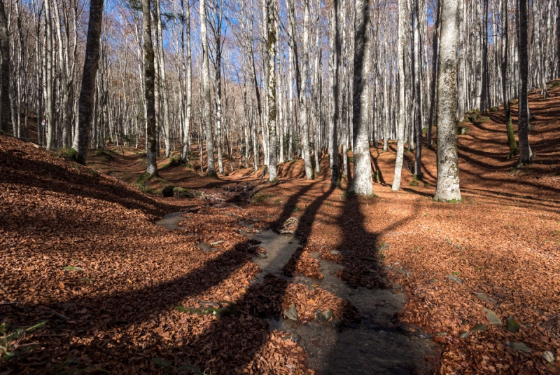 Autunno nelle Foreste Casentinesi - 5