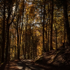 La strada nel bosco