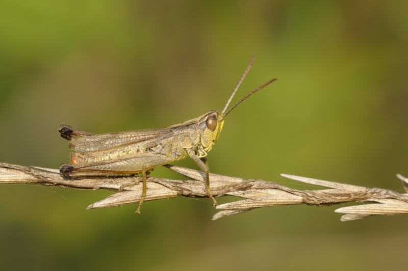 Cavalletta acridide