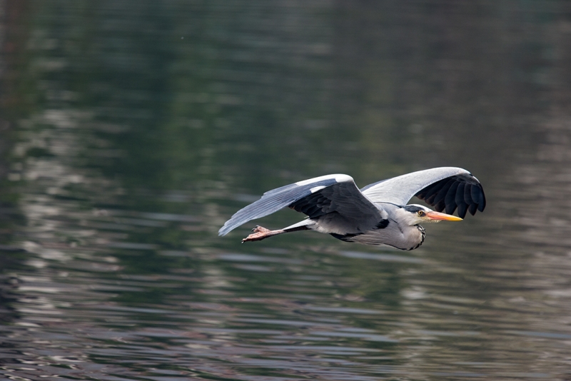 volo radente