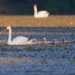 A pesseggio con mamma cigno