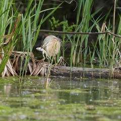 Sgarza ciuffetto con preda