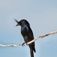 Drongo