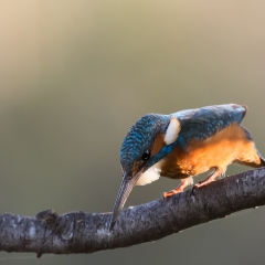 Kingfisher - prima dell'attacco