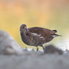 Gallinella d'acqua