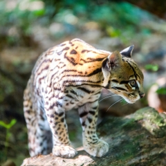 Ocelot