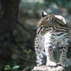 Ocelot