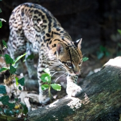 Ocelot