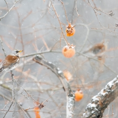 Cesena, (Turdus pilaris), nella neve