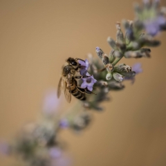 Ape su fiore di lavanda