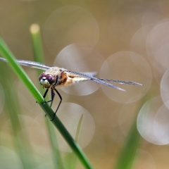 Libellula quadrimaculata