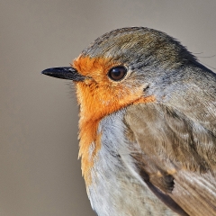 Erithacus rubecula , Ritratto