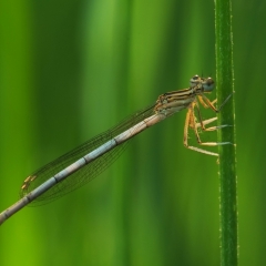 Coenagrionidae non identificato