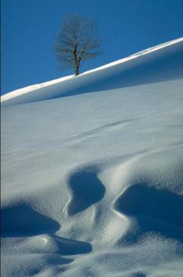 Immagine Allegata: Albero_sulla_neve.jpg