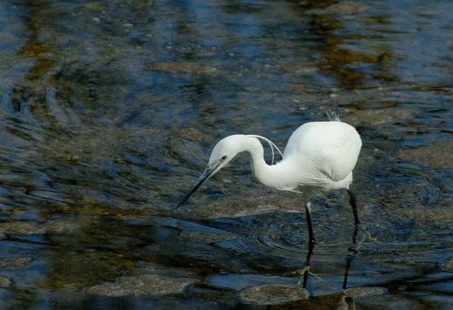 Immagine Allegata: egretta1.jpg