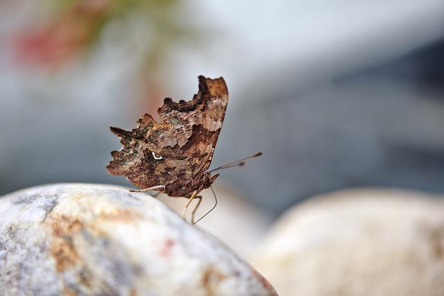 Polygonia c-album.jpg